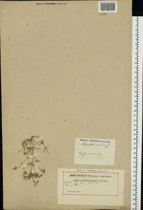 Scleranthus annuus L., Eastern Europe, Belarus (E3a) (Belarus)