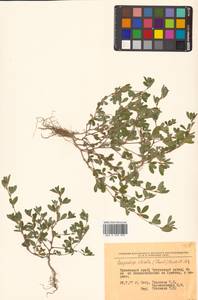 Kummerowia striata (Thunb.) Schindl., Siberia, Russian Far East (S6) (Russia)