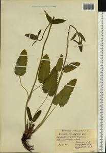 Betonica officinalis L., Eastern Europe, North Ukrainian region (E11) (Ukraine)