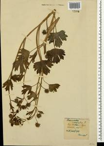 Ranunculus muricatus L., Crimea (KRYM) (Russia)