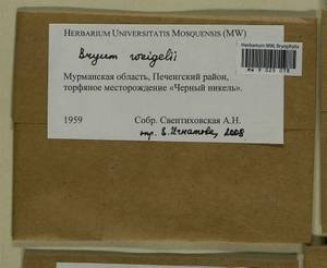 Ptychostomum weigelii (Biehler) J.R. Spence, Bryophytes, Bryophytes - Karelia, Leningrad & Murmansk Oblasts (B4) (Russia)