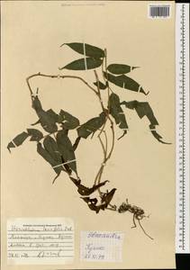 Stenochlaena palustris (Burm. fil.) Bedd., South Asia, South Asia (Asia outside ex-Soviet states and Mongolia) (ASIA) (Malaysia)