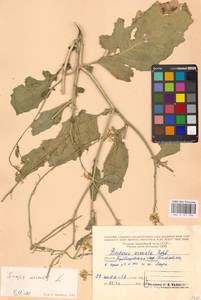 Rhamphospermum arvense (L.) Andrz. ex Besser, Eastern Europe, Middle Volga region (E8) (Russia)