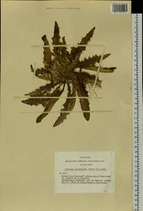 Cirsium esculentum (Siev.) C. A. Mey., Siberia, Altai & Sayany Mountains (S2) (Russia)