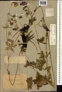 Geranium ruprechtii (Woronow) Grossh., Caucasus, Dagestan (K2) (Russia)