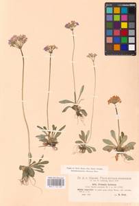 Primula farinosa L., Western Europe (EUR) (Austria)