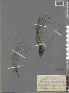 Equisetum scirpoides Michx., Siberia, Baikal & Transbaikal region (S4) (Russia)