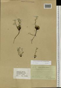 Eritrichium rupestre (Pall. ex Georgi) Bunge, Siberia, Baikal & Transbaikal region (S4) (Russia)