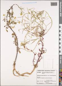 Barbarea arcuata (Opiz ex J. Presl & C. Presl) Rchb., Siberia, Central Siberia (S3) (Russia)