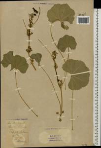 Malva pusilla Sm., Eastern Europe, Eastern region (E10) (Russia)