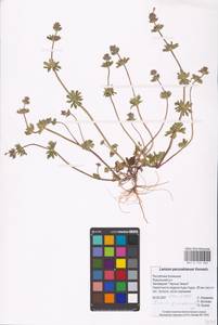 MHA 0 154 566, Lamium amplexicaule L., Eastern Europe, Lower Volga region (E9) (Russia)