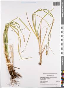 Carex otrubae Podp., Eastern Europe, Lower Volga region (E9) (Russia)