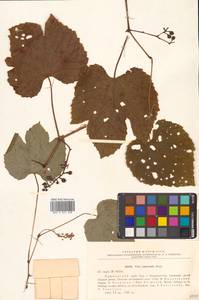 Vitis amurensis Rupr., Siberia, Russian Far East (S6) (Russia)