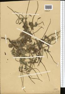 Glaucium elegans, Middle Asia, Western Tian Shan & Karatau (M3)