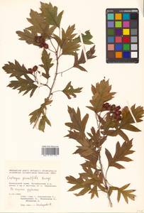 Crataegus pinnatifida Bunge, Siberia, Russian Far East (S6) (Russia)