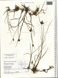 Bolboschoenus planiculmis (F.Schmidt) T.V.Egorova, Eastern Europe, Central region (E4) (Russia)