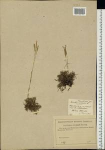 Dianthus arenarius, Eastern Europe, Central region (E4) (Russia)