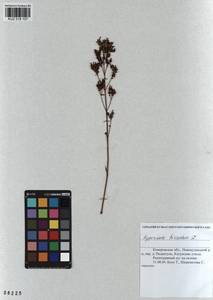 KUZ 018 107, Hypericum hirsutum L., Siberia, Altai & Sayany Mountains (S2) (Russia)