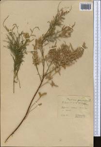 Tamarix ramosissima Ledeb., Middle Asia, Northern & Central Kazakhstan (M10) (Kazakhstan)