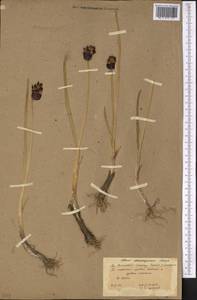 Allium atrosanguineum Schrenk, Middle Asia, Northern & Central Tian Shan (M4) (Kazakhstan)