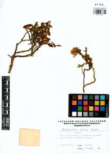 Rhododendron adamsii Rehder, Siberia, Baikal & Transbaikal region (S4) (Russia)