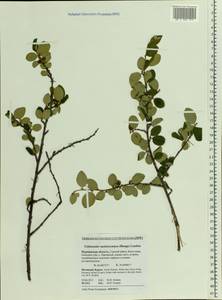 Cotoneaster melanocarpus G. Lodd., Eastern Europe, Northern region (E1) (Russia)