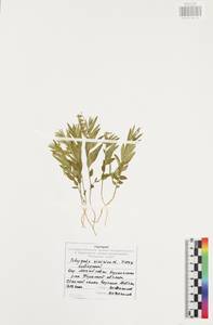 Polygala sibirica L., Eastern Europe, Central region (E4) (Russia)