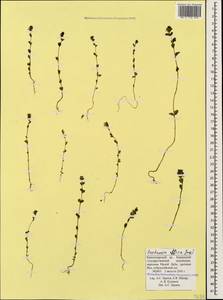 Euphrasia ossica Juz. ex Ganeschin, Caucasus, Krasnodar Krai & Adygea (K1a) (Russia)