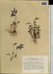 Dicentra peregrina (Rudolph) Makino, Siberia, Chukotka & Kamchatka (S7) (Russia)