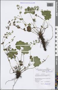 Alchemilla altaica Juz., Siberia, Baikal & Transbaikal region (S4) (Russia)