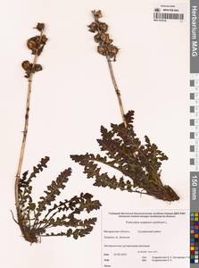 Pedicularis sceptrum-carolinum L., Siberia, Chukotka & Kamchatka (S7) (Russia)
