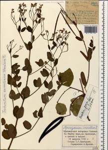 Poacynum sarmatiense (Woodson) Mavrodiev, Laktionov & Yu. E. Alexeev, Caucasus, Black Sea Shore (from Novorossiysk to Adler) (K3) (Russia)