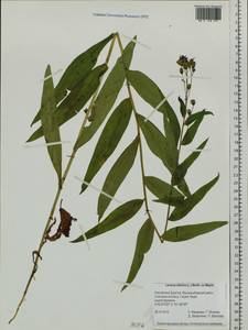 Lactuca sibirica (L.) Maxim., Siberia, Baikal & Transbaikal region (S4) (Russia)