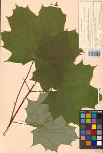 Acer platanoides L., Eastern Europe, Moscow region (E4a) (Russia)