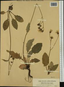 Hieracium glaucinum subsp. fragile (Jord.) O. Bolòs & Vigo, Western Europe (EUR) (Czech Republic)