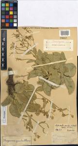 Lepidium pavlovii Al-Shehbaz & Mumm., Middle Asia, Western Tian Shan & Karatau (M3) (Kazakhstan)