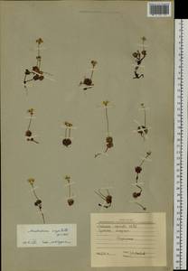 Androsace chamaejasme subsp. lehmanniana (Spreng.) Hultén, Siberia, Western Siberia (S1) (Russia)