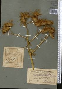 Inula grandis Schrenk ex Fisch. & C. A. Mey., Middle Asia, Pamir & Pamiro-Alai (M2) (Tajikistan)