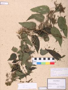Urtica dioica L., Caucasus, Stavropol Krai, Karachay-Cherkessia & Kabardino-Balkaria (K1b) (Russia)