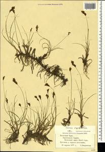 Carex divisa Huds., Crimea (KRYM) (Russia)