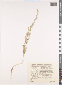 Chenopodium pratericola Rydb., Eastern Europe, Volga-Kama region (E7) (Russia)