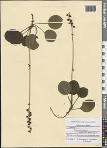 Pyrola media Sw., Eastern Europe, Northern region (E1) (Russia)