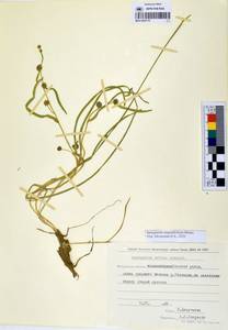 MAG 0003170, Sparganium angustifolium Michx., Siberia, Chukotka & Kamchatka (S7) (Russia)