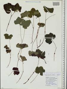 Rubus chamaemorus L., Eastern Europe, Belarus (E3a) (Belarus)