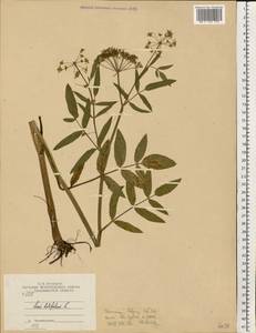 Sium latifolium L., Eastern Europe, Central region (E4) (Russia)