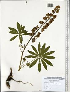 Lupinus polyphyllus Lindl., Eastern Europe, Central region (E4) (Russia)