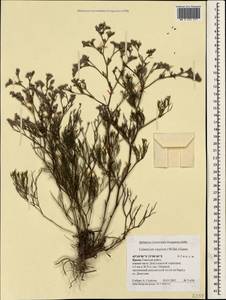 Limonium caspium (Willd.) Gams, Crimea (KRYM) (Russia)