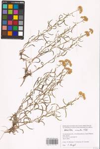 Achillea micrantha Willd., Eastern Europe, Lower Volga region (E9) (Russia)