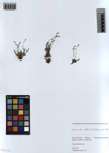 KUZ 004 206, Cherleria biflora (L.) comb. ined., Siberia, Altai & Sayany Mountains (S2) (Russia)