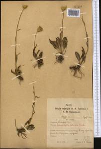 Klasea cardunculus (Pall.) Holub, Middle Asia, Northern & Central Kazakhstan (M10) (Kazakhstan)